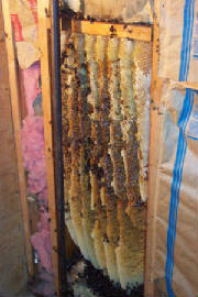 killerbees-bedroomwall.jpg