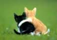 friendship-kittens.jpg